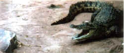 croc two processed.jpg (44095 bytes)