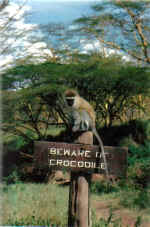 monkey on sign.jpg (30469 bytes)